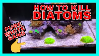 How To Kill Diatoms  Reef Tank Diatoms  Diatoms Update [upl. by Nonnaihr]