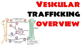 Vesicle trafficking  vesicle transport in cell [upl. by Oby907]