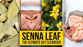 Senna Leaf The Ultimate Gut Cleanser  Yeyeo Botanica [upl. by Wahlstrom674]