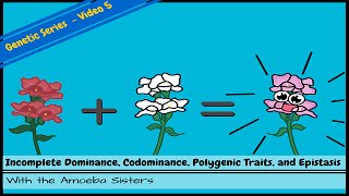 Incomplete Dominance Codominance Polygenic Traits and Epistasis [upl. by Amy841]