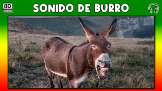 SONIDO DE BURRO 🐴 [upl. by Gilli]