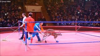 Kangaru vs man fight 2023 [upl. by Lehsar]