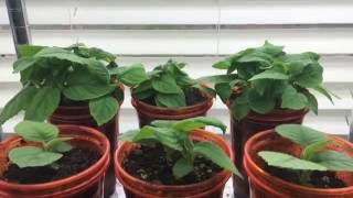 How To Grow A Kiwi Tree Or Vine From Seed Day 53 [upl. by Nellda965]