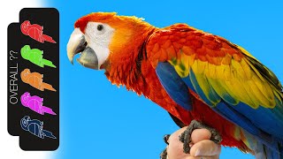 Scarlet Macaw The Best Pet Parrot [upl. by Takara84]