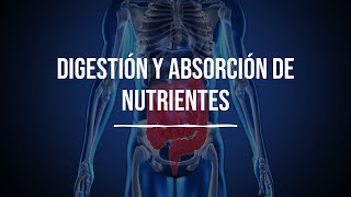 Digestión y absorción de nutrientes  Bioquímica  Lic en Nutrición [upl. by Fosdick]