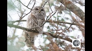 Cri de la Chouette rayéeCall of the Barred Owl [upl. by Dis]