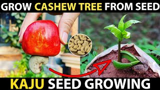 How To Grow Cashew Tree From Seed  Cashew Seed Germination  Grow Kaju Plant From Seed [upl. by Larkins407]