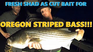 Oregon Coast Fishing  Striped Bass and Shad  TheBite 2020 [upl. by Hylton]