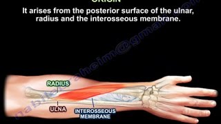 Abductor Pollicis Longus  Everything You Need To Know  Dr Nabil Ebraheim [upl. by Enialb]