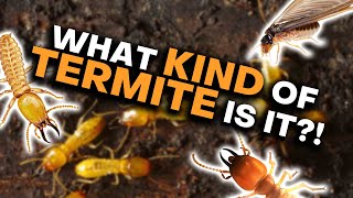 How To Tell Termites Apart [upl. by Nosbig]