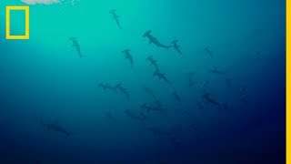 ¿Por qué los TIBURONES MARTILLO se mueven en GRUPO  National Geographic en Español [upl. by Ardnua]