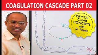 Coagulation Cascade  Part 212 [upl. by Plath]