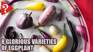 A Visual Guide to 8 Glorious Varieties of Eggplant [upl. by Calandra]