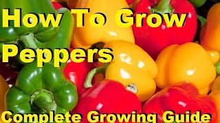 How To Grow Peppers  Complete Growing Guide [upl. by Pedrick]