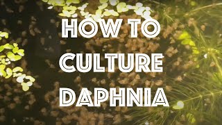 How To Culture Daphnia Magna [upl. by Assirem]