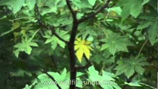 How to grow Ricinus Castor Oil plants [upl. by Harim68]