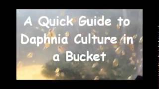 How to culture daphnia outside [upl. by Joceline]