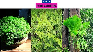 Fern Varieties A to Z [upl. by Ciaphus]