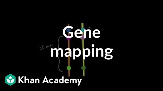 Gene mapping  Biomolecules  MCAT  Khan Academy [upl. by Adnuahsar314]