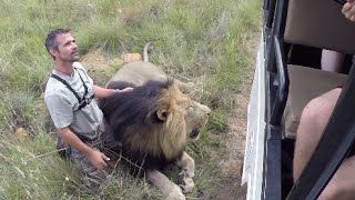 Walking With The Volunteers  The Lion Whisperer [upl. by Elehcor232]