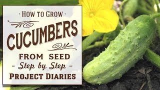 ★ How to Grow Cucumbers from Seed A Complete Step by Step Guide [upl. by Corrie483]