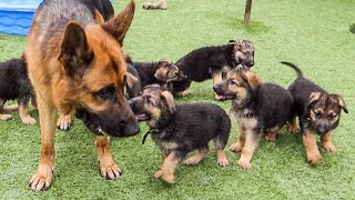 DOG DAD SURPRISES PUPPIES FOR THE FIRST TIME [upl. by Aihseyk]