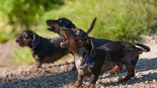 DACHSHUND BARKING  DACHSHUND HOWLING AND BARKING COMPILATION 2016 [upl. by Derr708]