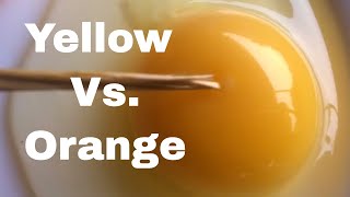 What Makes Yellow VS Orange Yolks [upl. by Nalac]