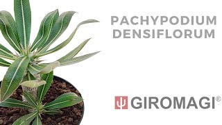 Pachypodium densiflorum [upl. by Garcia13]