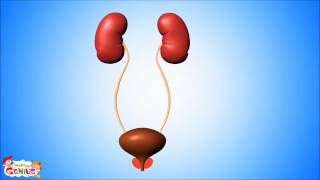 Urinary System Video for Kids [upl. by Eekcaj862]