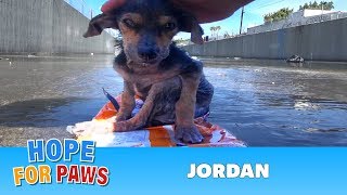 Brave little dog gets rescued from the river His recovery with Hope For Paws will inspire you dog [upl. by Rufina]