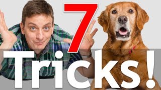 7 Dog Tricks in 5 Minutes [upl. by Atikcir]