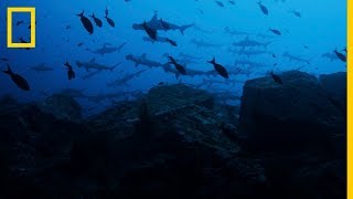 El fascinante TRIANGULO del TIBURÓN MARTILLO  National Geographic en Español [upl. by Arrek5]