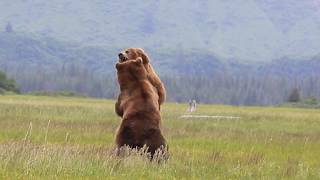 Alaska Grizzly vs Grizzly bear fight [upl. by Vaientina749]