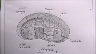 How TO Draw chloroplast step by stepdraw a chloroplast easychloroplast drawing [upl. by Tnomad]