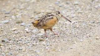 641A3874 American Woodcock [upl. by Nnaeoj]