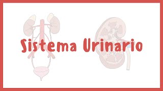 ANATOMÍA  Sistema urinario riñones vejiga uretra y uréteres  Blasto Med [upl. by Bently]