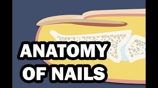 INTEGUMENTARY SYSTEM YOUR NAILS [upl. by Ydassac]