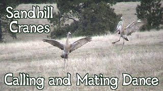 Sandhill Cranes Dancing  Mating Dance and Calls [upl. by Karie]