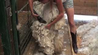 Shearing an Alpaca Without Help [upl. by Pump135]