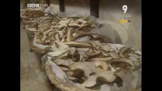 BBC Italianissimo Episode 9  A Caccia Di Funghi [upl. by Atiuqes]