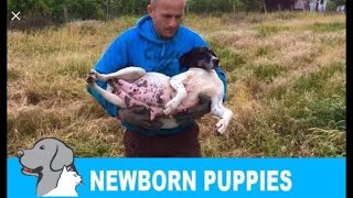 Rescued a homeless pregnant dog  newborn 8 puppies Please share so we can find them new home [upl. by Ricker]