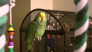 Amazon Parrot talking [upl. by Talya]