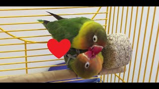 Fischers Lovebird Mating Ritual [upl. by Barton]