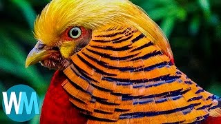 Top 10 Most Stunningly Beautiful Birds in the World [upl. by Leval]