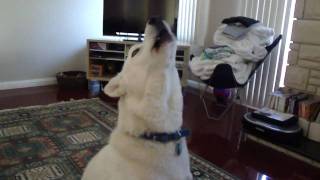 Siberian Husky Howling [upl. by Noyahs552]