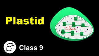 Plastid  The Fundamental Unit of Life  13  for Class 9 in Hindi [upl. by Valeta541]