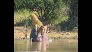 Dead hippos intestines explode and scares off a pride of lions [upl. by Shepley701]