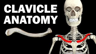 ANATOMY OF THE CLAVICLE COLLARBONE [upl. by Bland]