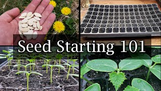 How To Start Vegetable Seeds  The Definitive Guide For Beginners [upl. by Gisser350]